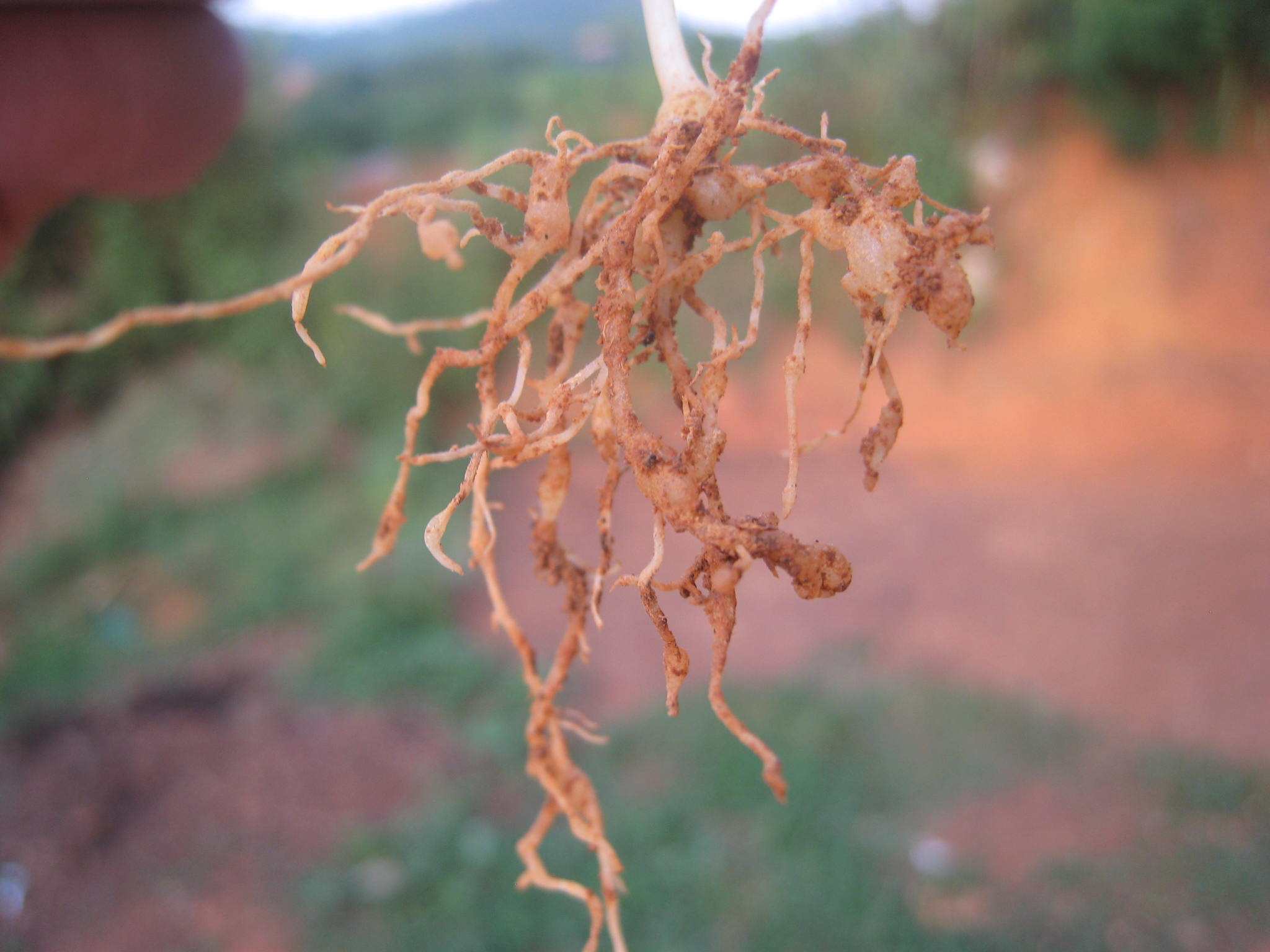 最新根线虫特效药，农业生产的新守护者