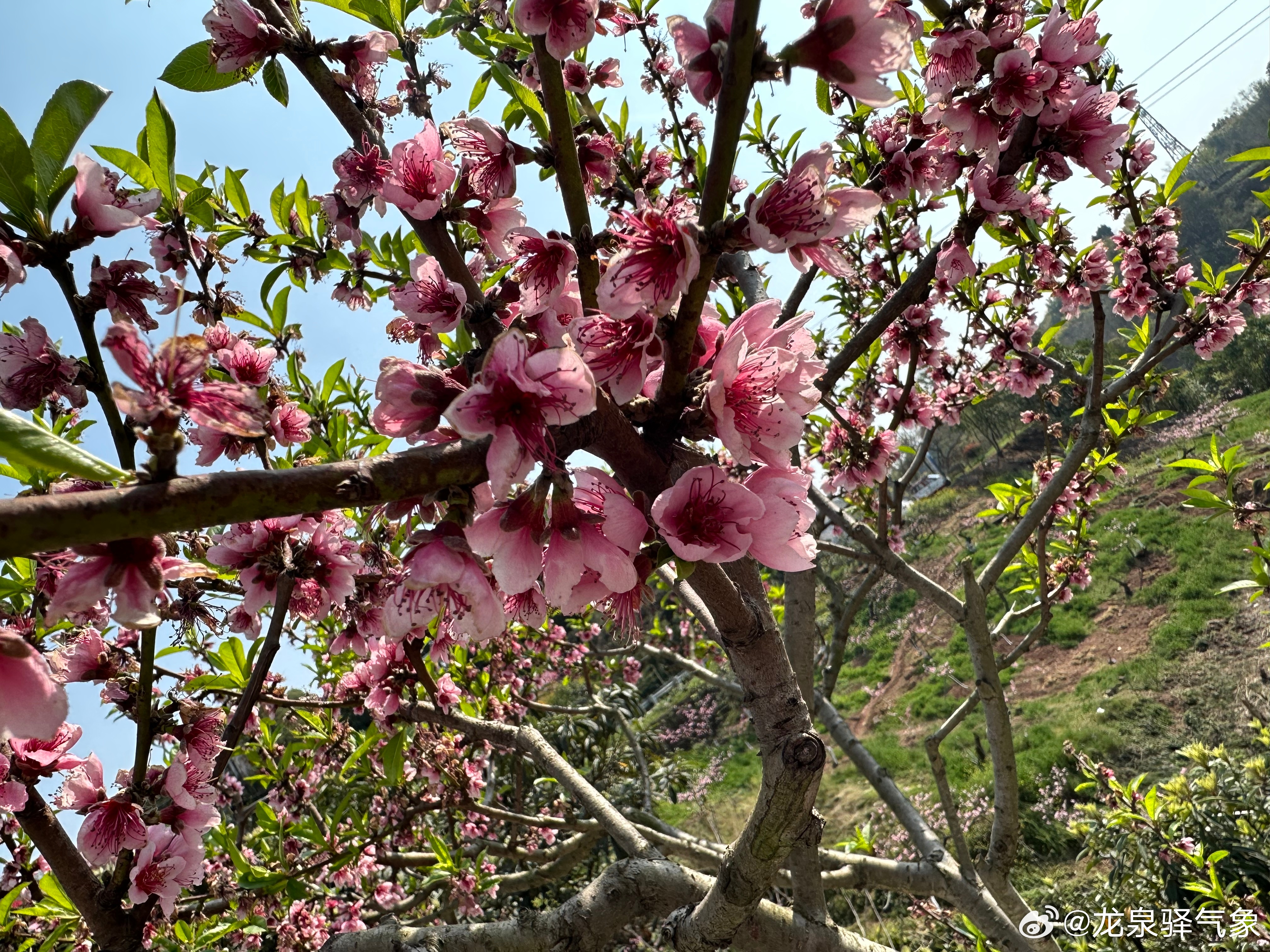 桃花盛开之际，天气预报与美丽绽放的完美结合